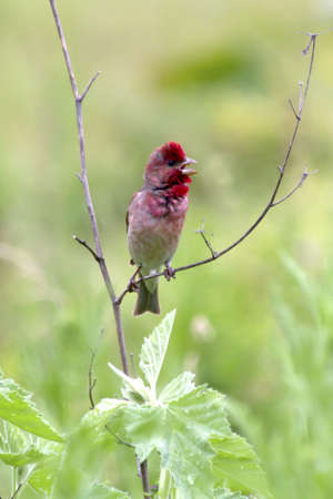 Male Common Rosefinch singing in the flood meadow の写真素材
