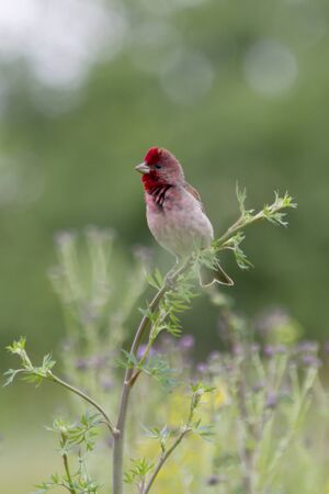 The male Common Rosefinch singing on a branch in the flood meadow grass の写真素材