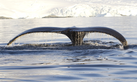humpback whale tail that shows during the dives in Antarctic watersの写真素材
