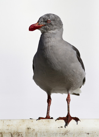 Dolphin Gull sitting on a container in the port city on Tierra del Fuegoの写真素材