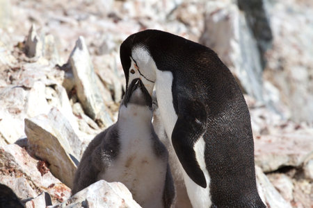 Antarctic penguin feeding its chick in the colony 1の写真素材