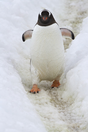 Gentoo penguins walking along a trail in the snow to feed 6の写真素材
