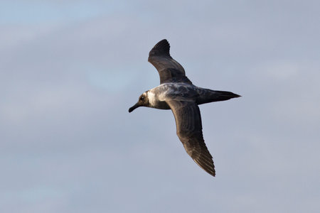 Light-mantled Sooty albatross flying against the blue skyの写真素材