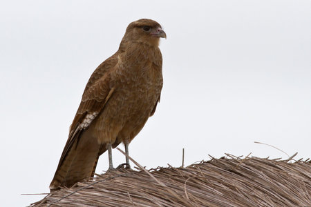 Chimango Caracara sitting on a straw roof autumn day