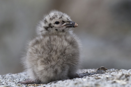 Dominican gull chick sitting on the rocks of the Antarctic Islandsの写真素材