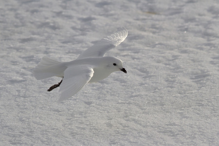Snow petrel which flies over the snowy plains of Antarcticaの写真素材