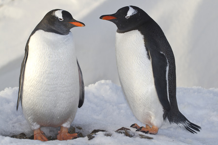 male and female penguins Gentoo near the nest during the current falseの写真素材