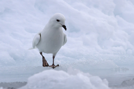 Snow petrel standing on the edge of a crack in the iceの写真素材
