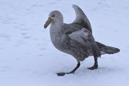 southern giant petrel walking on ice in Antarcticaの写真素材