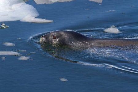 Weddell seal sailing among ice floes along the Antarctic Islandsの写真素材