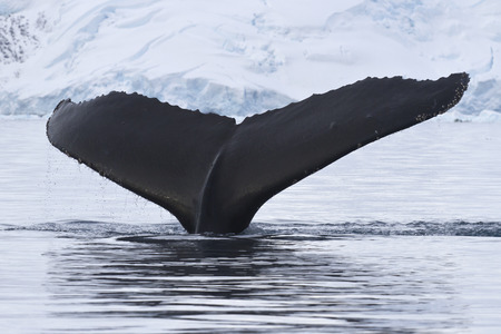humpback whale the dives in Antarctic watersの写真素材