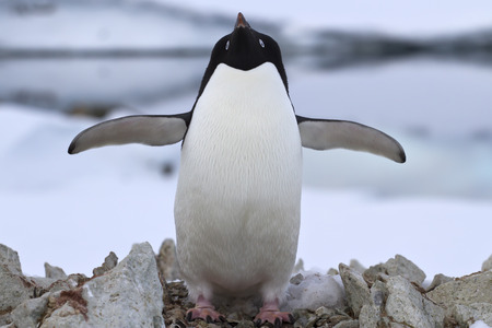 Adelie penguin standing near the nest spring dayの写真素材