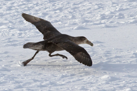 southern giant petrel during takeoff from the ice fields of Antarcticaの写真素材