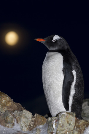 Gentoo penguin standing on rocks at night against the moonの写真素材
