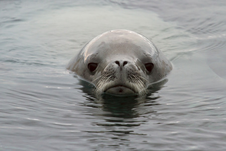 portrait crabeater seal floating  in Antarctic watersの写真素材