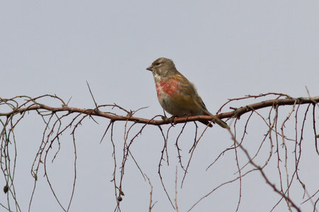 linnet male sitting on a tree branch spring day