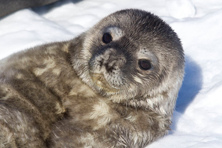 recently born pup Weddell seals which lies on her backの写真素材