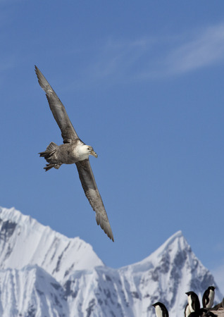 southern giant petrel soaring mountains in the background of the colony of Adelie penguinsの写真素材