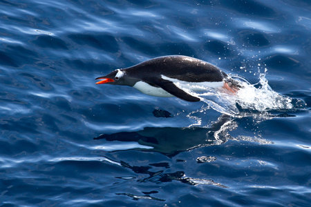Gentoo penguin floating who jumped out of the waterの写真素材