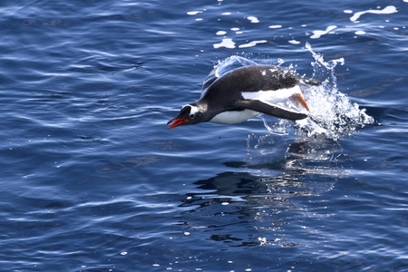 Gentoo penguin jumping out of water in Antarcticaの写真素材