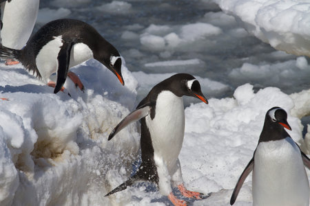 Gentoo penguins are  jump from big ice floe to ice snowの写真素材