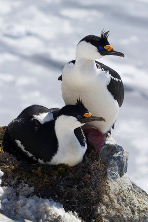 male and female blue-eyed Antarctic cormorant sitting in a  nest on the rockの写真素材