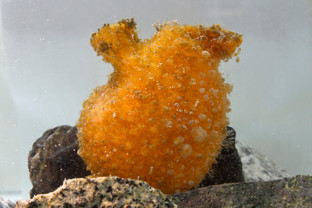 orange ascidian which stands on a rock in Antarctic watersの写真素材