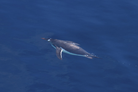 Gentoo penguin floating in clear blue waterの写真素材