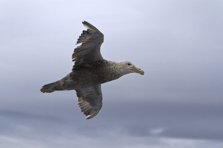 southern giant petrel flying over the southern ocean on a cloudy dayの写真素材