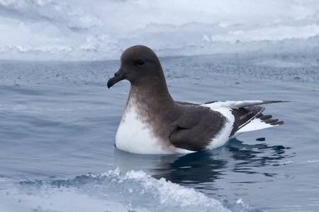 Antarctic petrel that floats in the polynya between ice floesの写真素材