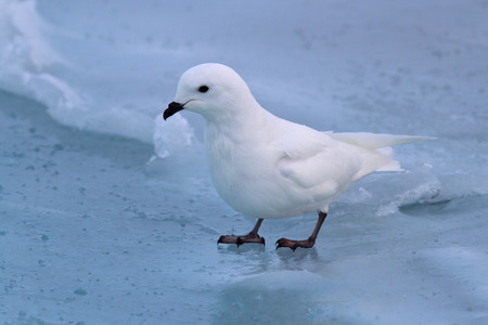 Snow petrel which stands on the frozen Southern Oceanの写真素材
