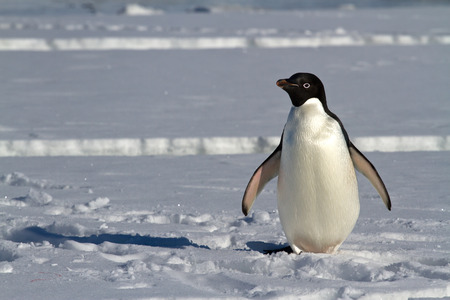Adelie penguin which stands on the ice of the Antarctic Strait spring sunny dayの写真素材