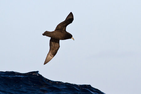 wildlifewhite-chinned petrel flying over the Atlantic Oceanの写真素材