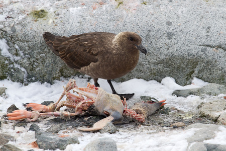 South Polar Skua who eats dead Gentoo penguin chickの写真素材