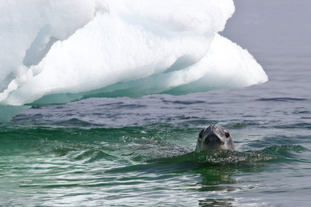 crabeater seal that swims in the waters near the Antarctic icebergの写真素材