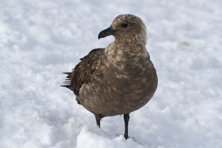 South polar skuas which stands in the snowの写真素材