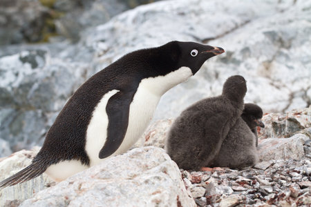 female Adelie penguins near the nest in which two chicksの写真素材