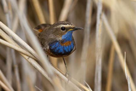 male Bluethroat red star-shaped sitting on a branch caneの写真素材
