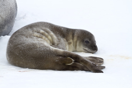 Weddell seal pup who is resting on the ice in Antarcticaの写真素材