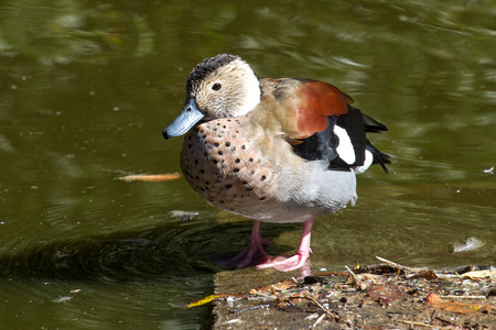 male Ringed Teal who sits on the shore of the lakeの写真素材