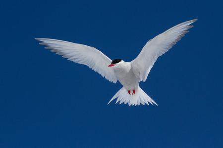 Antarctic Tern soars in the blue sky in sunny summer dayの写真素材