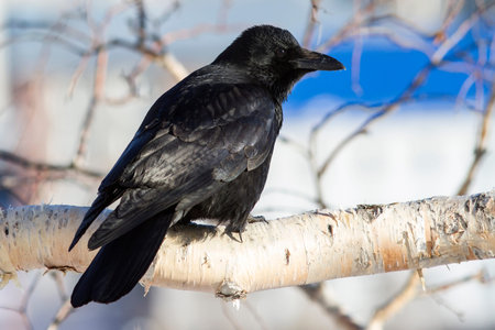 Eastern black crow is sitting on a branch of a birch stone sunny winter day