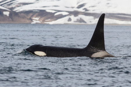 killer whale floating near the Commander Islands sunny day