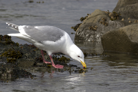Glaucous-winged gull which forage in the band tideの写真素材