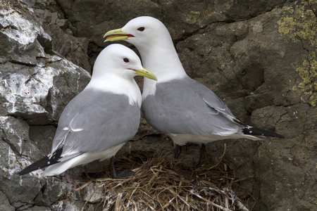 black-legged kittiwake couple sitting on the rocks near the nest spring dayの写真素材