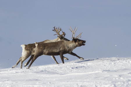 The two reindeer running on snow-covered tundraの写真素材