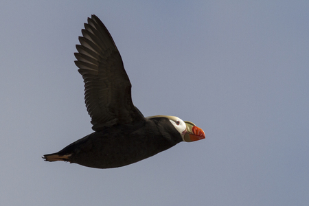 tufted puffin  which flies over the colony in the spring afternoonの写真素材