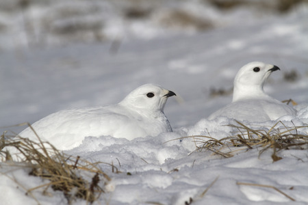 Two female quail hidden in the snow in the snowy winter tundraの写真素材