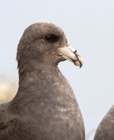 Portrait fulmar dark morphs in colonies on the sea islandの写真素材