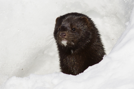 Portrait of an American mink which looks out from a snowの写真素材
